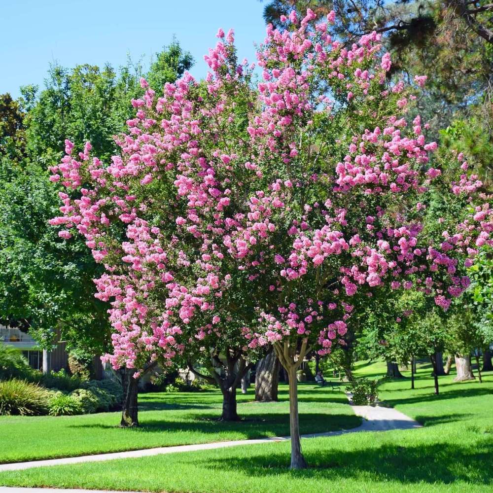 Liliac Indian Arbustiv Muskogee, arbore de vara cu flori mov-lavanda, inflorire cea mai lunga, crestere rapida