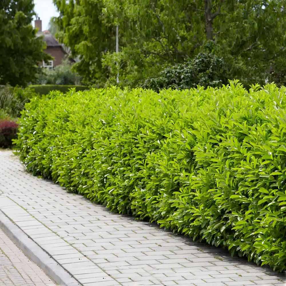 Laur Englezesc Vesnic Verde Rotundifolia (Laurocires), vesnic verde, gard viu rapid, rezistent la boli, frig si caldura, inflorire decorativa