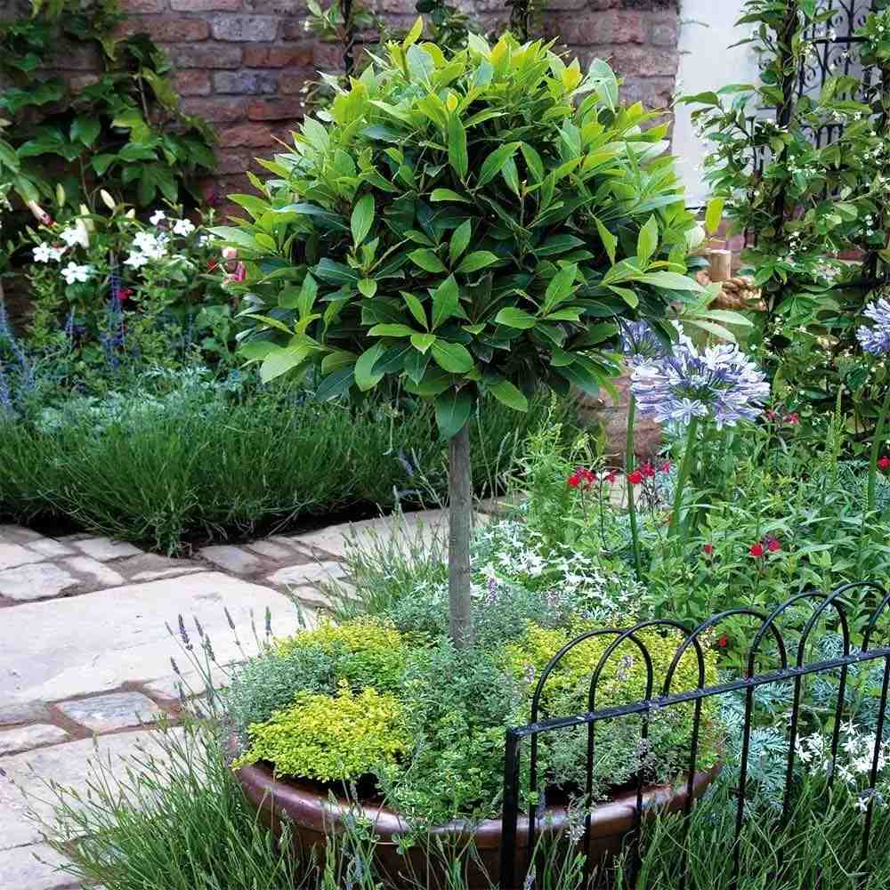 Laur englezesc Copacel (Prunus laurocerasus) Green Lustre, pe Tulpina, vesnic verde, rezistent la frig, cu frunze lucioase