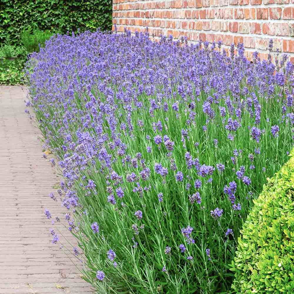 Lavanda Englezeasca Angustifolia Munstead, lavanda parfumata mov, inflorire vara, rezistenta frig -20°C