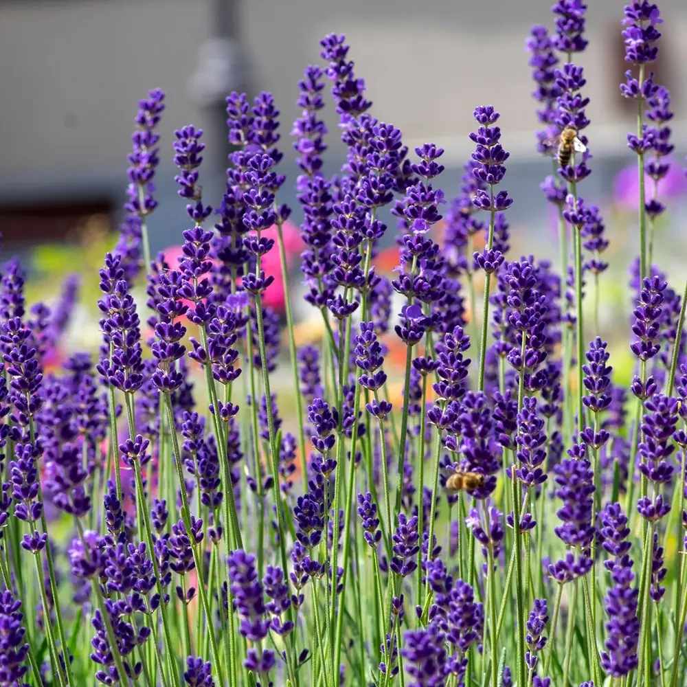 Lavanda Englezeasca albastra Cleo-Patio (Lavandula angustifolia), 35 cm, compacta, parfumata, rezistenta la ger ideala, pentru ghivece