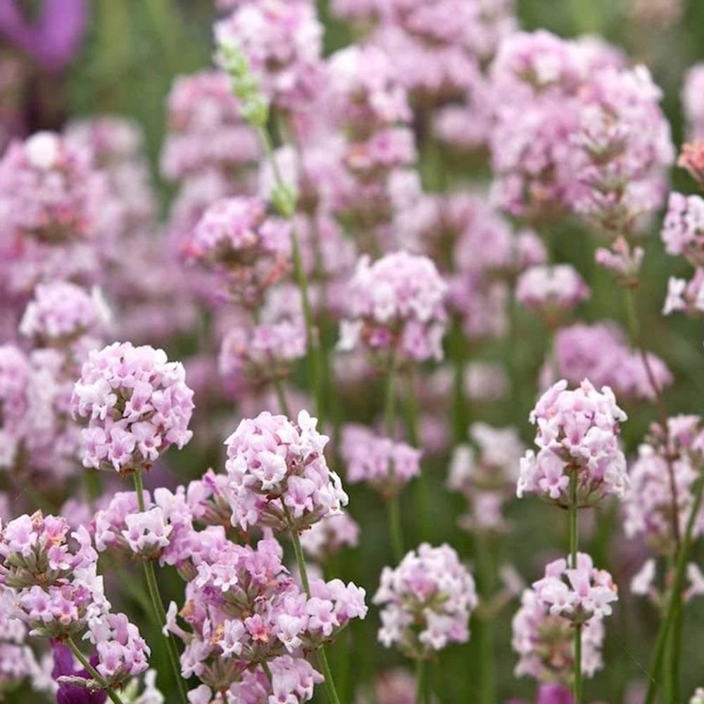 Lavanda Englezeasca roz BeeZee Pink (Lavandula angustifolia), 30 cm, planta perena parfumata, rezistenta la ger