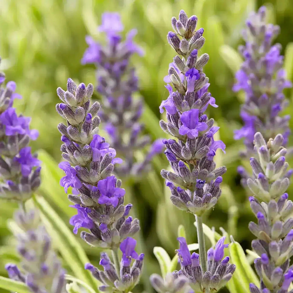 Lavanda Englezeasca Platinum Blonde (Lavandula angustifolia), parfumata, frunze variegate