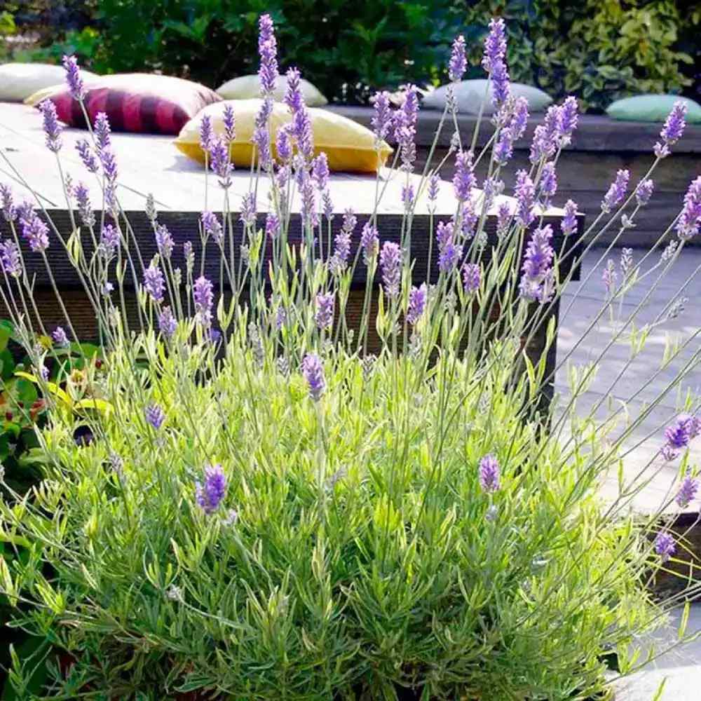 Lavanda Englezeasca Platinum Blonde (Lavandula angustifolia), parfumata, frunze variegate