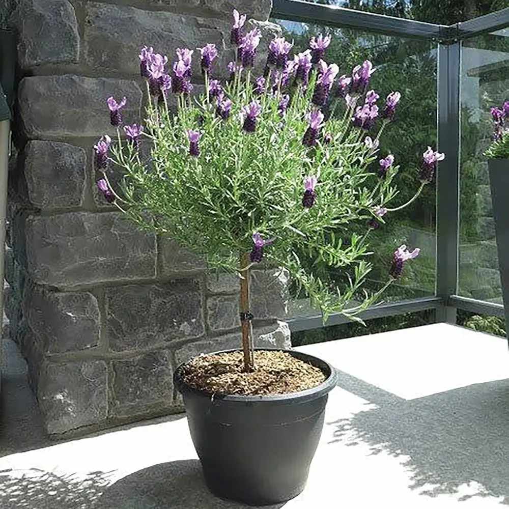 Lavanda Spaniola (Stoechas) Anouk Tip Copacel, cu flori violet intens si parfum puternic
