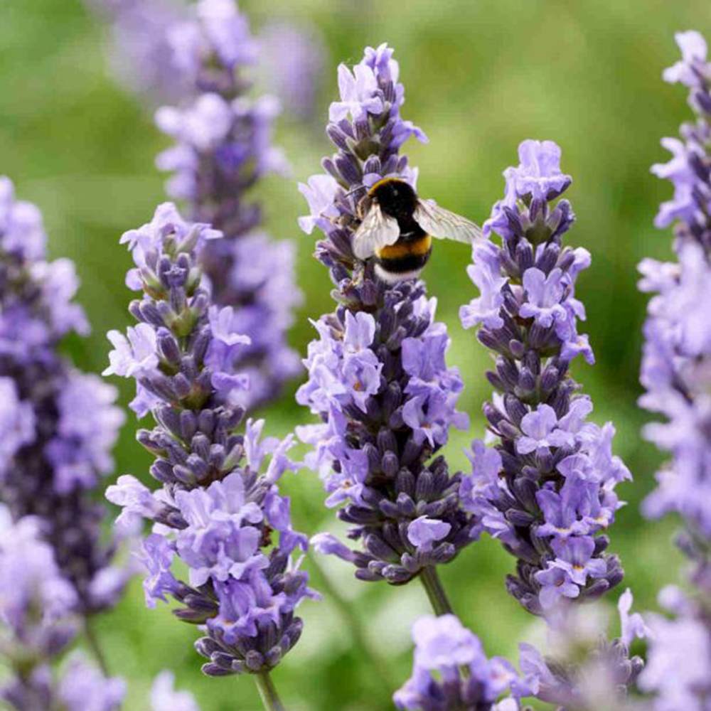 Lavanda hibrida Sensational, cu flori, mov intens, foarte parfumata, rezistenta frig, frunzis argintiu-verzui