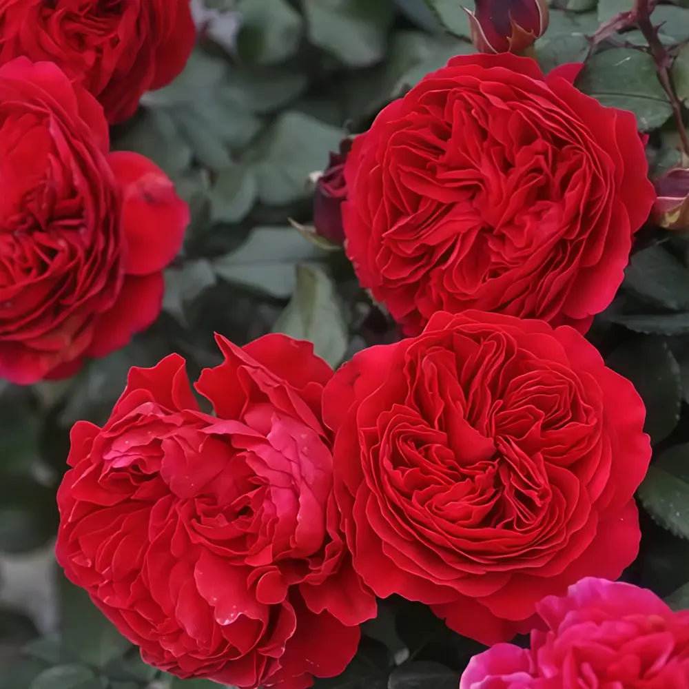 Törzses rózsa piros Red Leonardo da Vinci, ismétlődő virágzás, kellemes illat, 7 éves