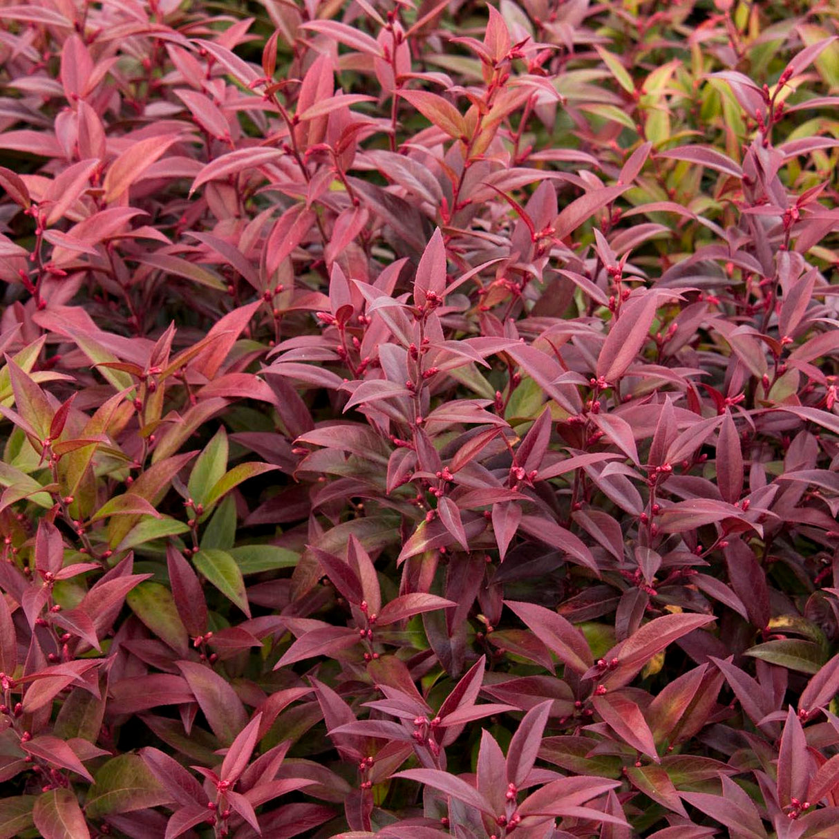 Leucothoe Scarletta