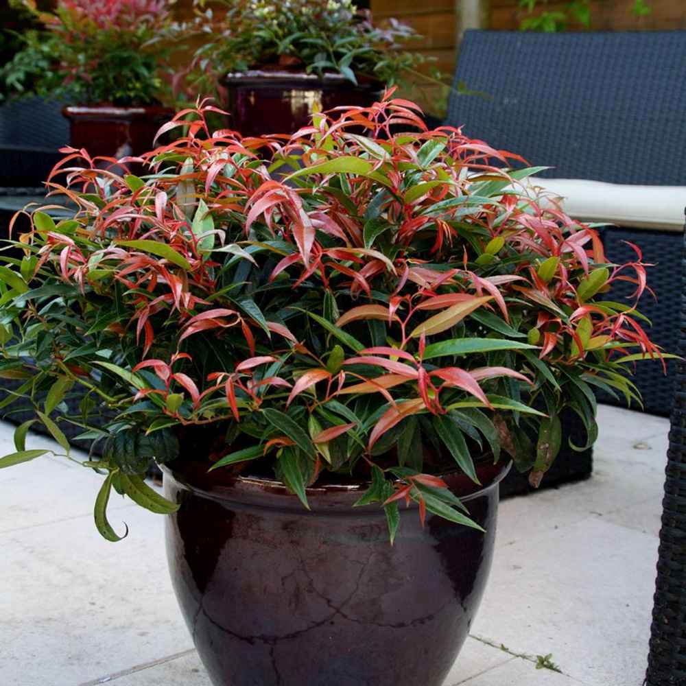 Leucothoe Burning Love, arbust vesnic verde cu frunzis rosu intens si flori albe elegante, forma compacta