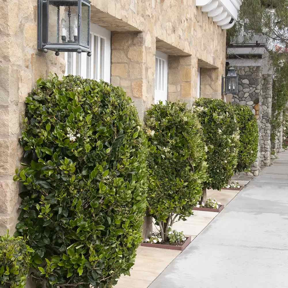 Lemn Cainesc Texanum, arbust decorativ vesnic verde, flori parfumate, usor de intretinut