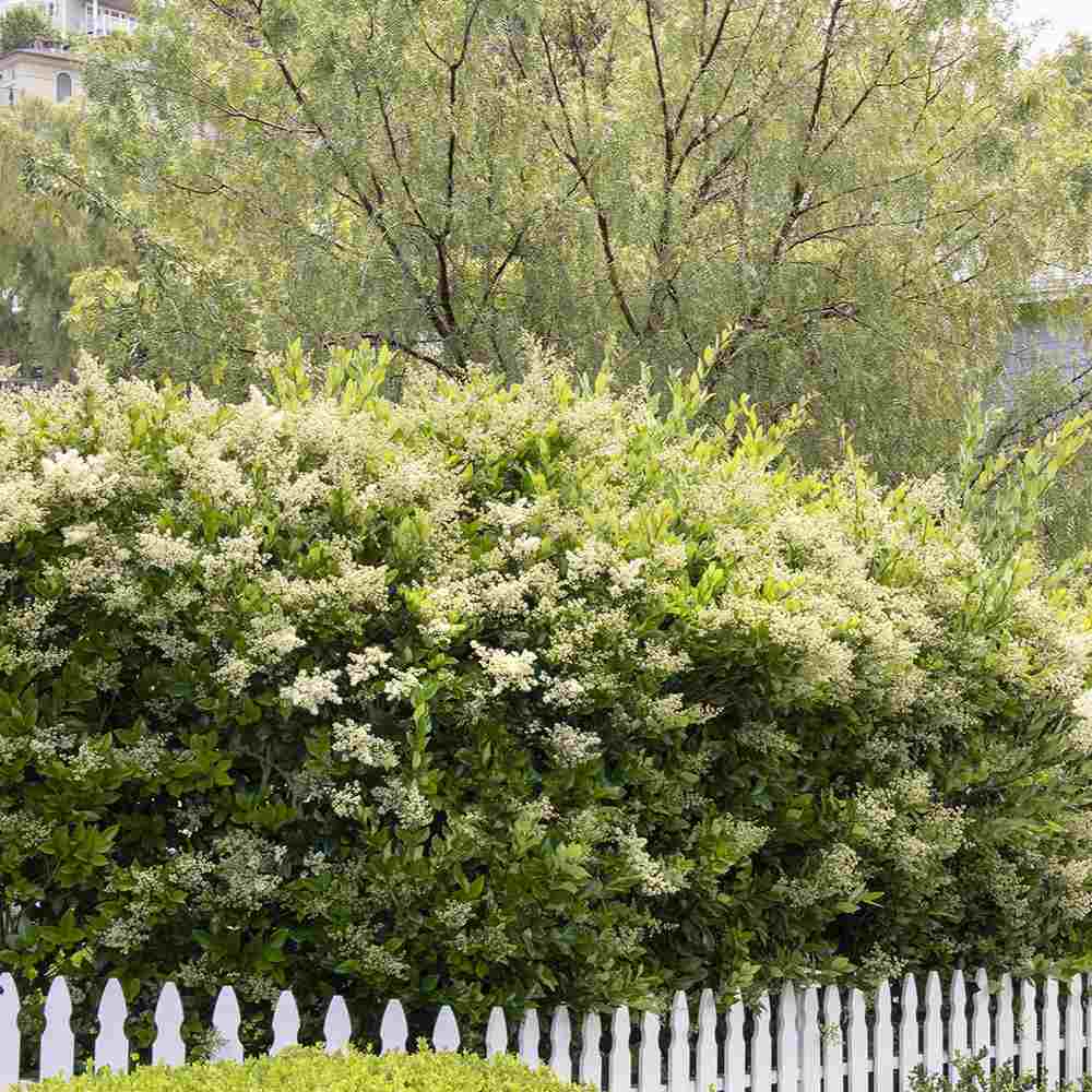 Lemn Cainesc Texanum, arbust decorativ vesnic verde, flori parfumate, usor de intretinut