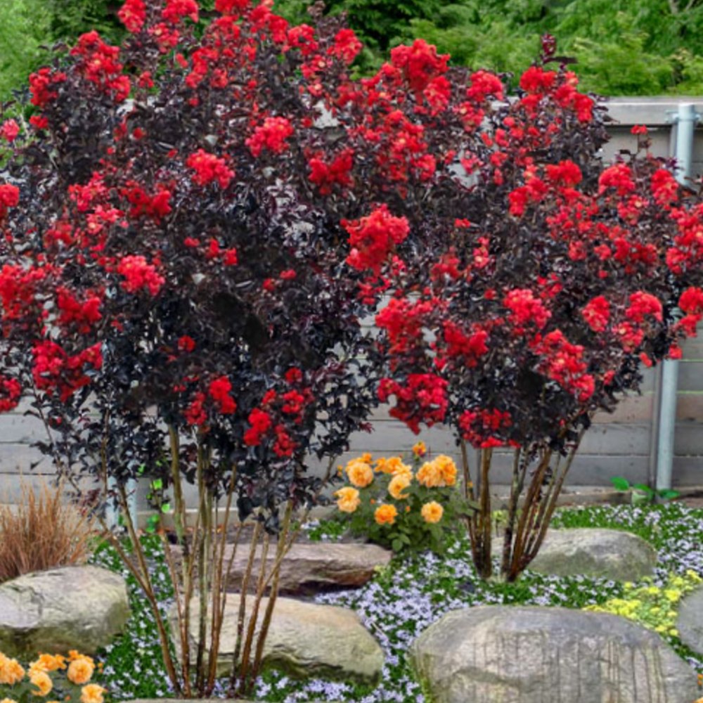 Kínai selyemmirtusz 'Black Diamond Red Hot' – sötét lombozatú, vörösvirágú díszcserje