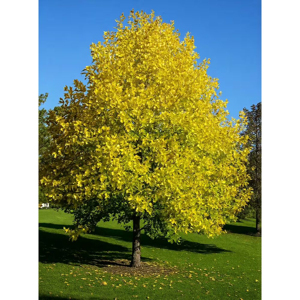 Tulipánfa (Liriodendron tulipifera), sárga, tulipán alakú – enyhén illatos – virágokkal, karéjos levelekkel, gyors növekedésű fa