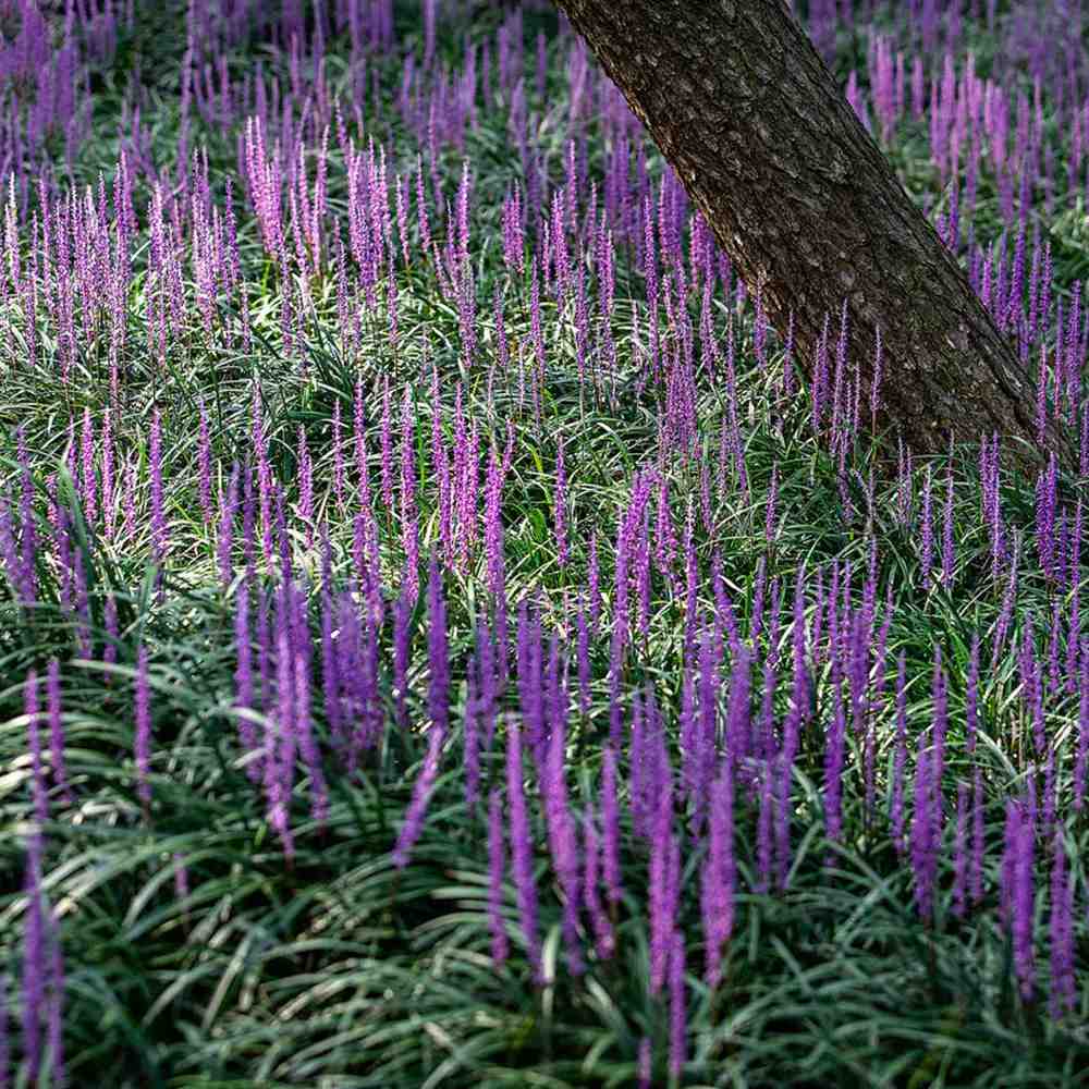 Liríope (Liriope muscari) – évelő díszfű lila virágokkal és örökzöld lombozattal