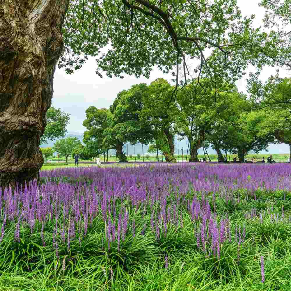Liríope (Liriope muscari) – évelő díszfű lila virágokkal és örökzöld lombozattal
