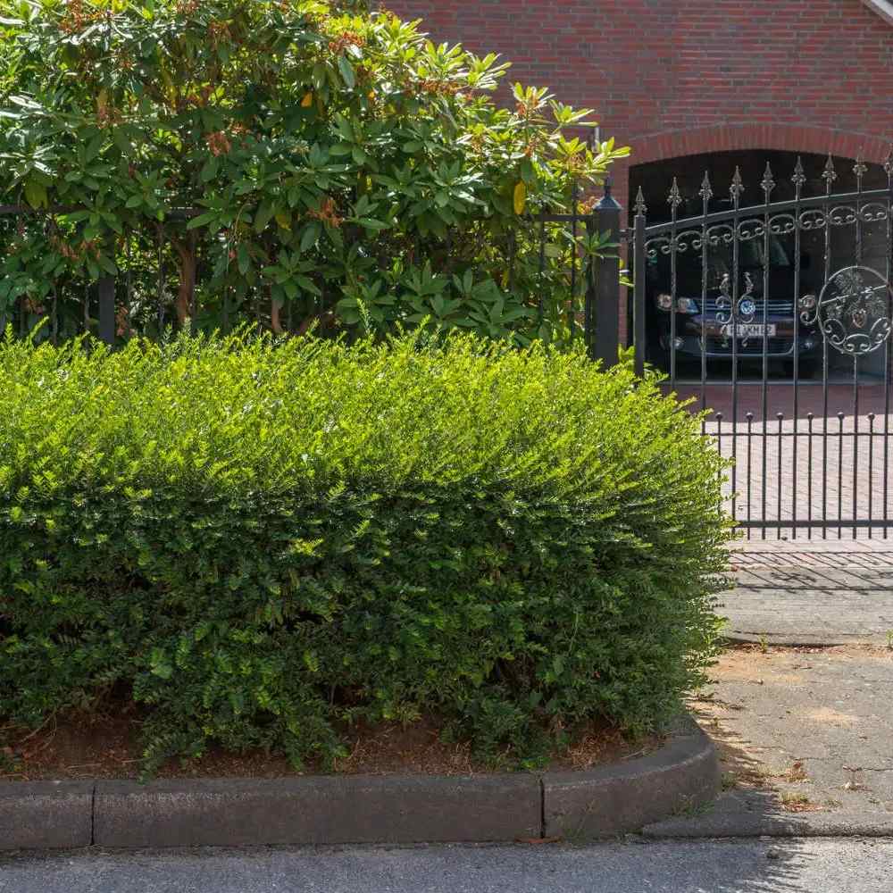 Örökzöld lonc ‘Elegant’ (Lonicera nitida), kompakt cserje, alacsony sövényhez, szegélyekhez és formára nyírva is ideális