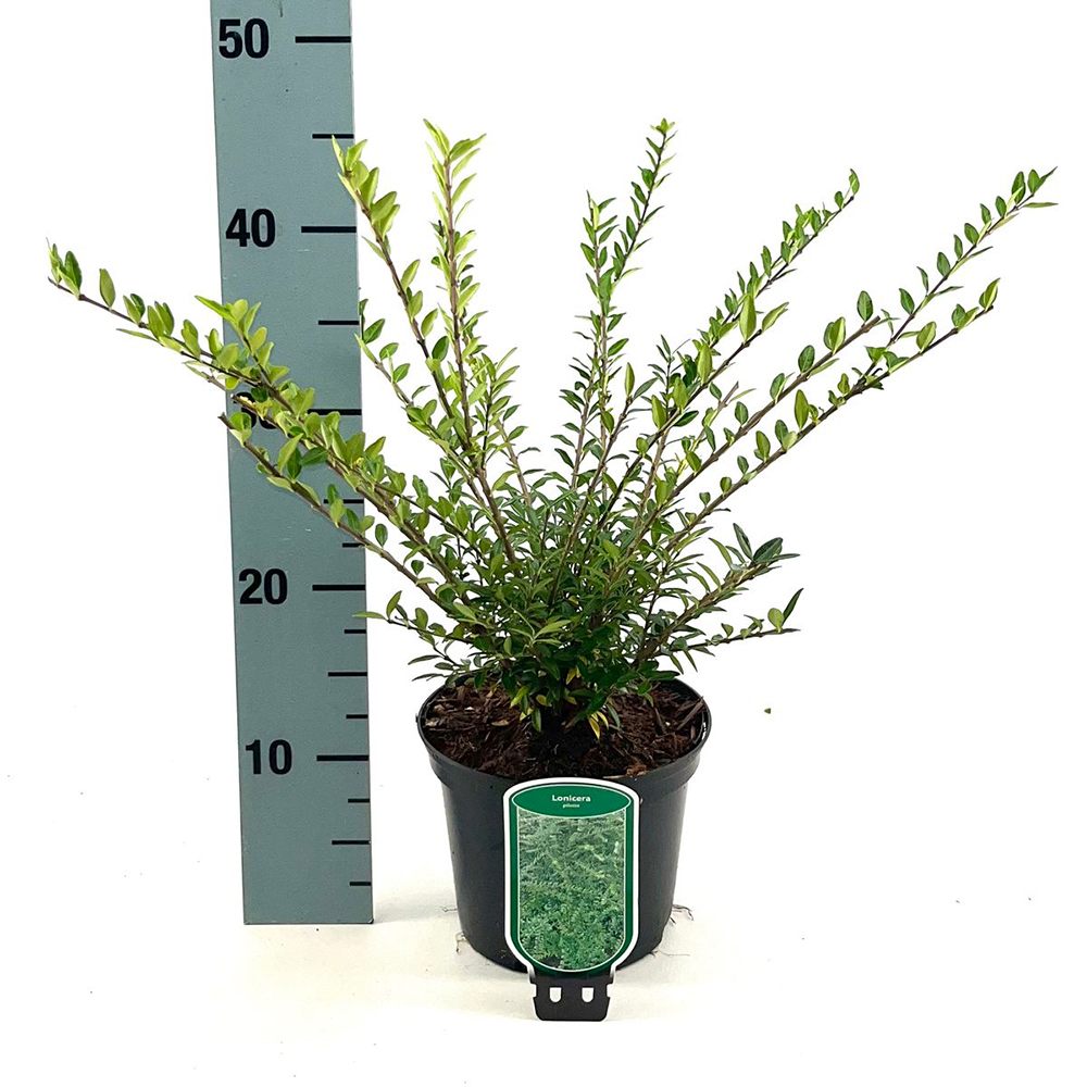 Örökzöld lonc ‘Elegant’ (Lonicera nitida), kompakt cserje, alacsony sövényhez, szegélyekhez és formára nyírva is ideális