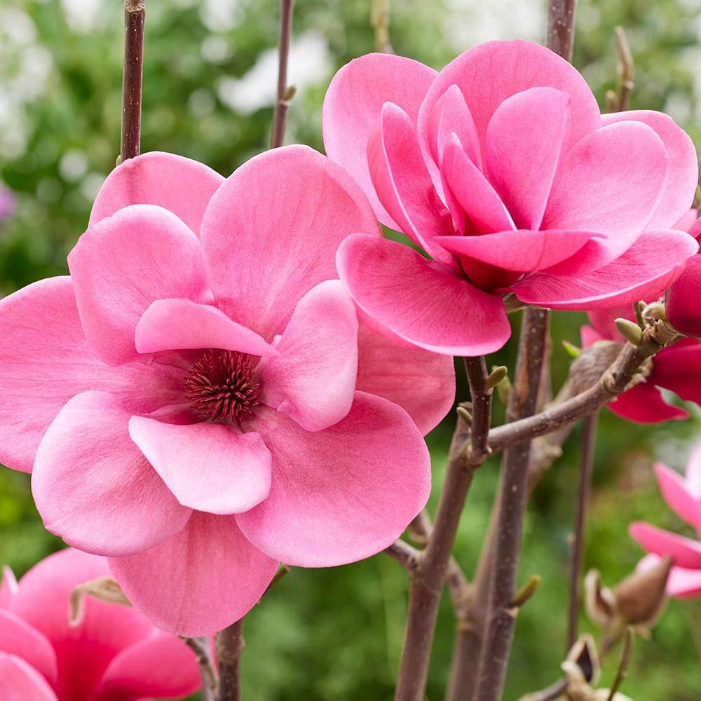 Magnolie Watermelon PBR, flori roz pepene vibrante si parfumate, arbust ornamental foarte exclusiv