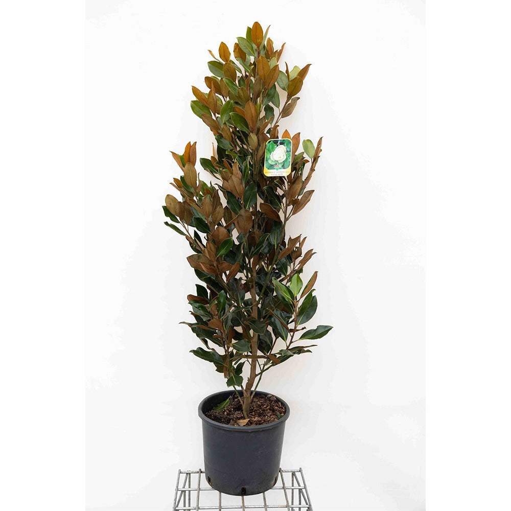 Magnolia grandiflora Purpan, örökzöld magnólia nagy, illatos fehér virágokkal és fényes lombbal, védett kertek díszfája