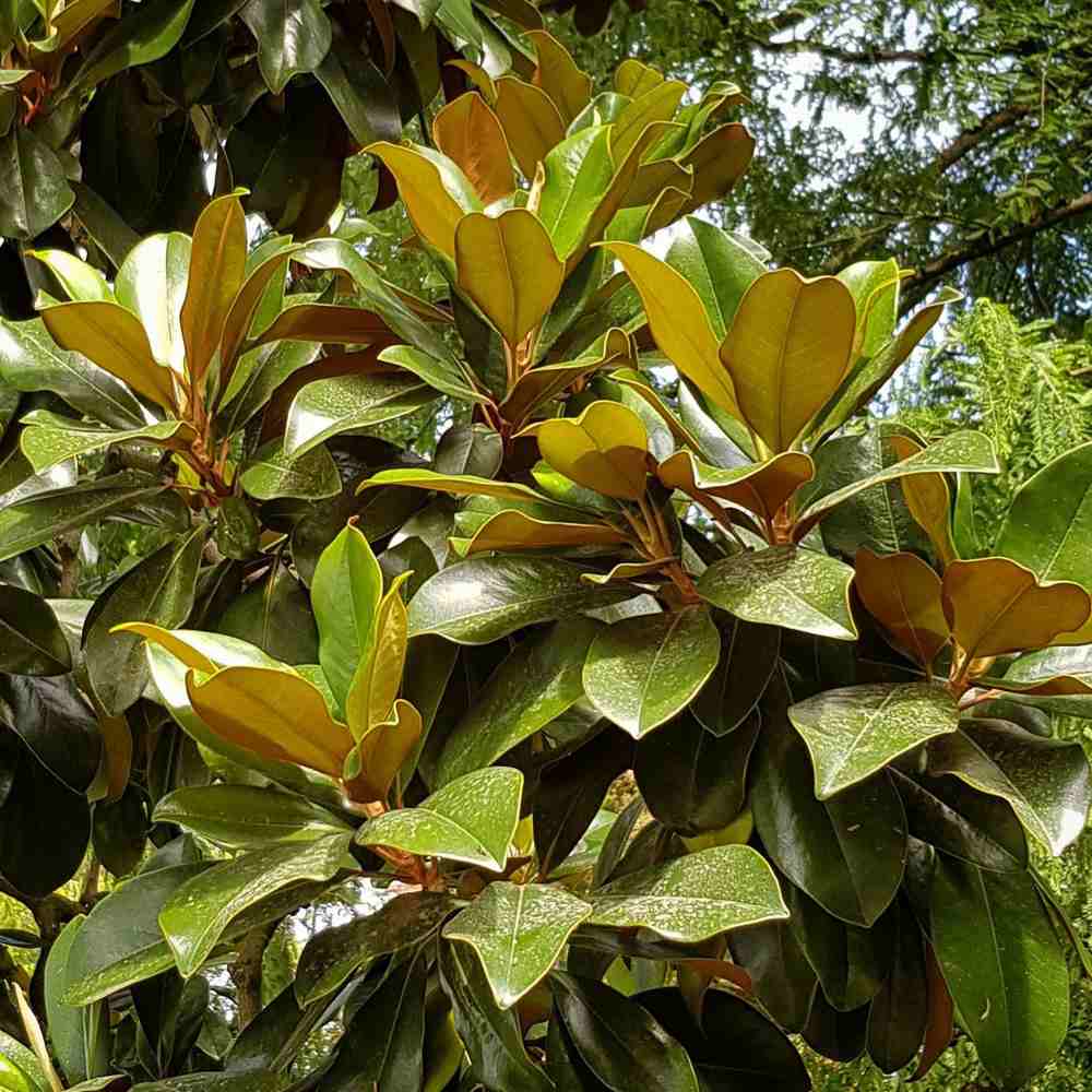 Magnolie Grandiflora Ferruginea copac vesnic verde, flori parfumate, rezistenta la frig, decor spectaculos