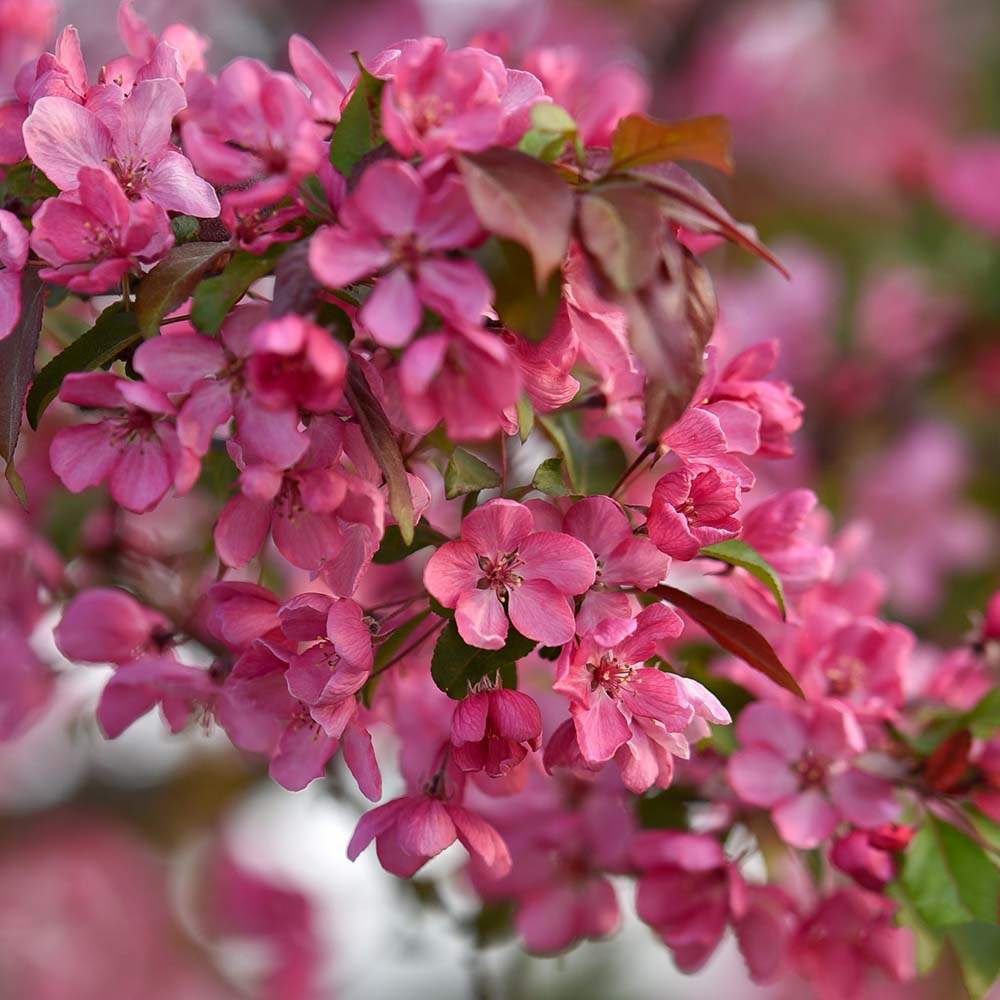 Mar Ornamental Rudolph, copac decorativ cu flori roz, frunzis rosu-purpuriu si fructe rosii persistente