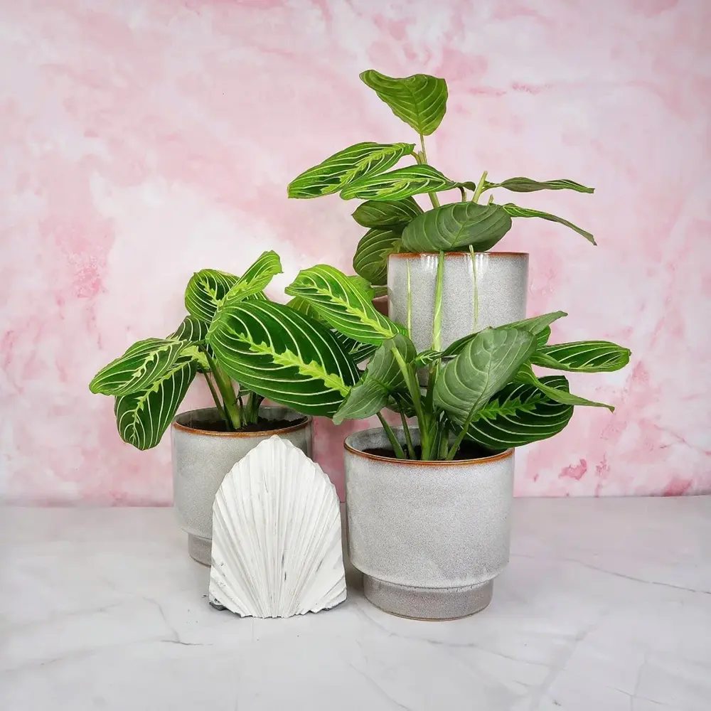 Planta Care se Roaga (Maranta) Lemon, 30 cm, planta de interior decorativa, frunze verzi cu dungi galbene, ingrijire medie