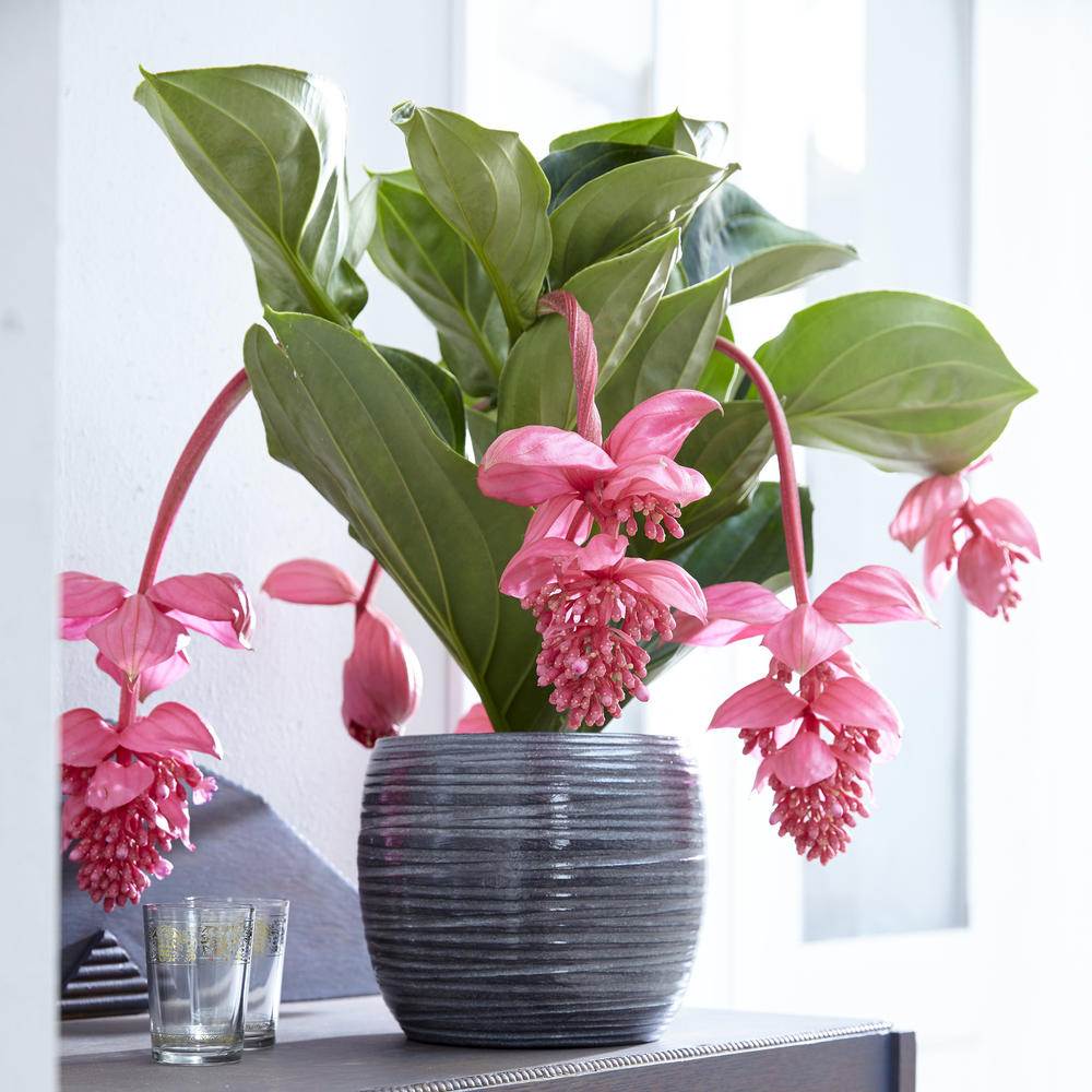 Floarea Regelui Medinilla Flamenco, 50-55 cm, flori roz spectaculoase, planta tropicala exotica, decor luxuriant pentru casa si interior