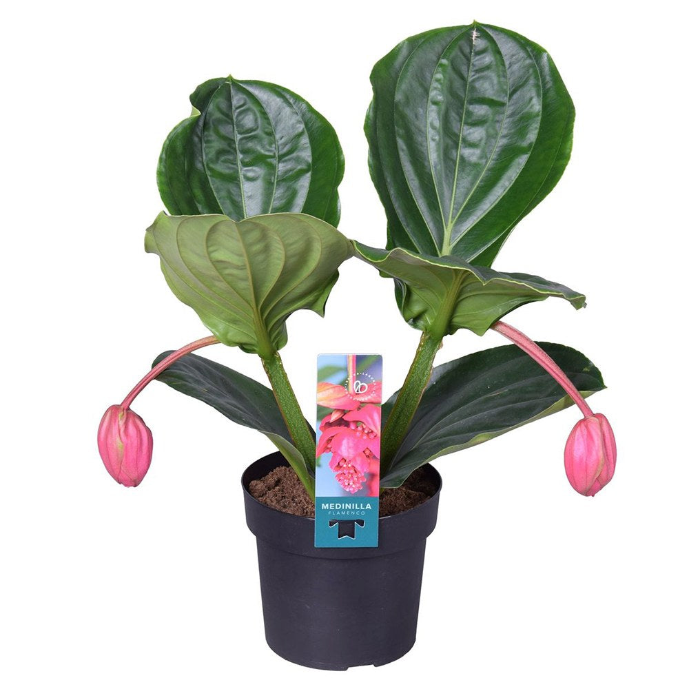 Floarea Regelui Medinilla Flamenco, 50-55 cm, flori roz spectaculoase, planta tropicala exotica, decor luxuriant pentru casa si interior