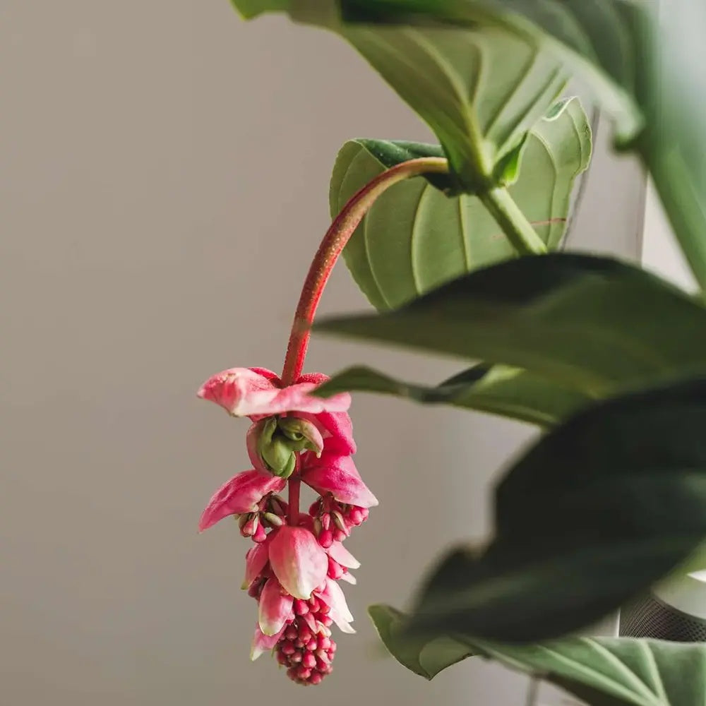 Floarea Regelui Medinilla Flamenco, 50-55 cm, flori roz spectaculoase, planta tropicala exotica, decor luxuriant pentru casa si interior