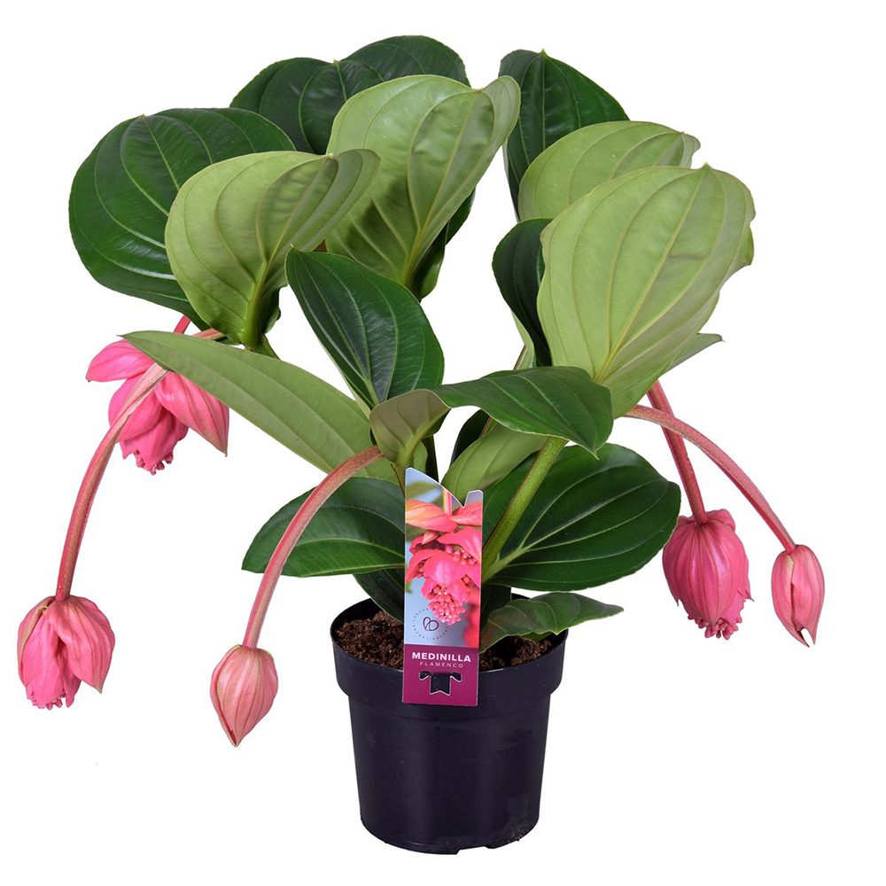 Floarea Regelui Medinilla Flamenco, 70 cm, flori roz spectaculoase, planta tropicala exotica, decor luxuriant pentru casa si interior, 70 cm