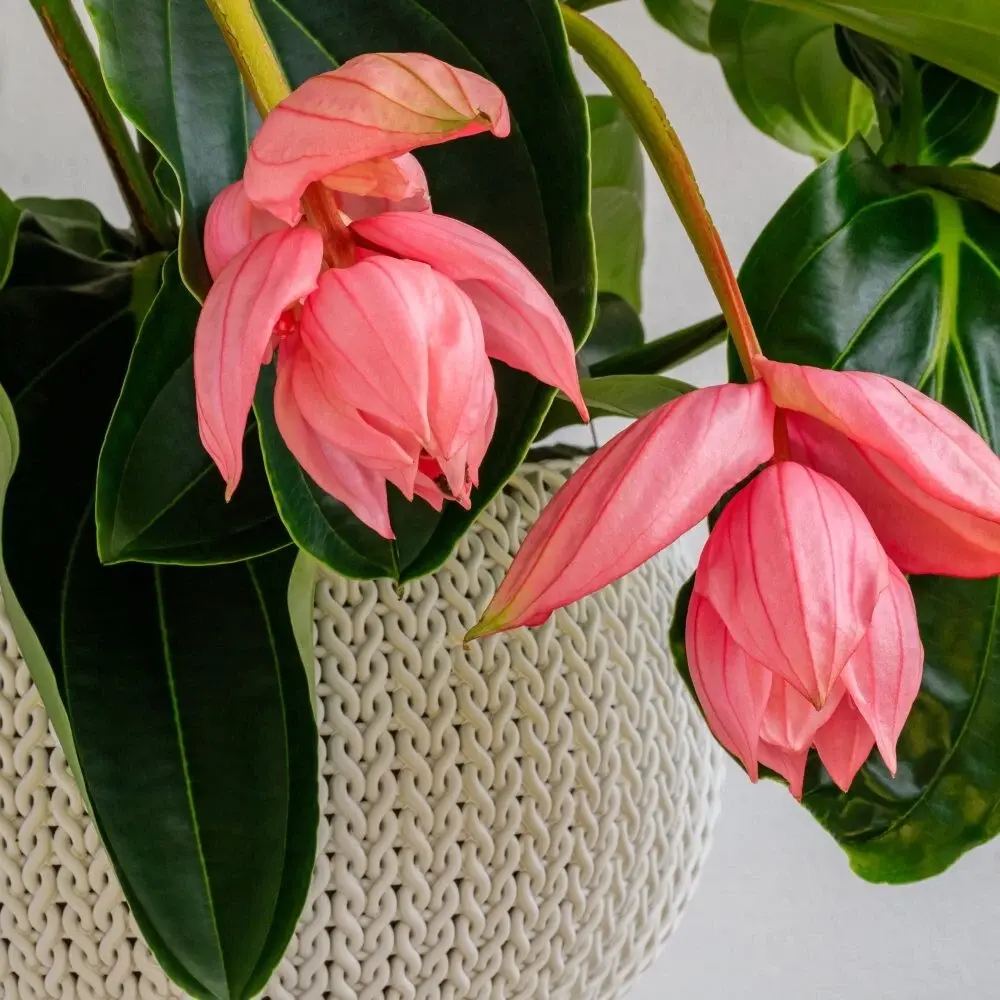 Floarea Regelui Medinilla Flamenco, 50-55 cm, flori roz spectaculoase, planta tropicala exotica, decor luxuriant pentru casa si interior