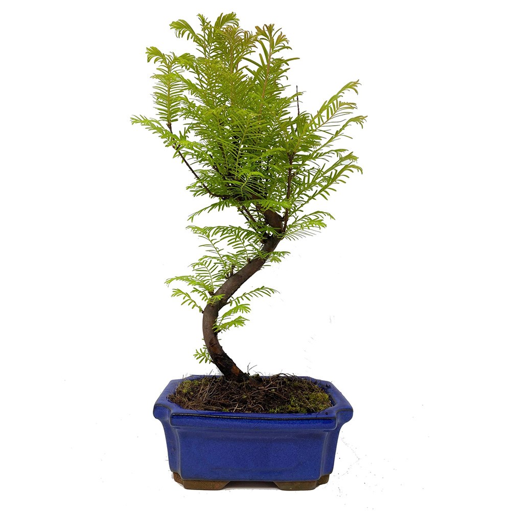 Aranjament Bonsai cu Metasequoia, 35 cm, bonsai mini copac, frunze verzi decorative, cadou perfect