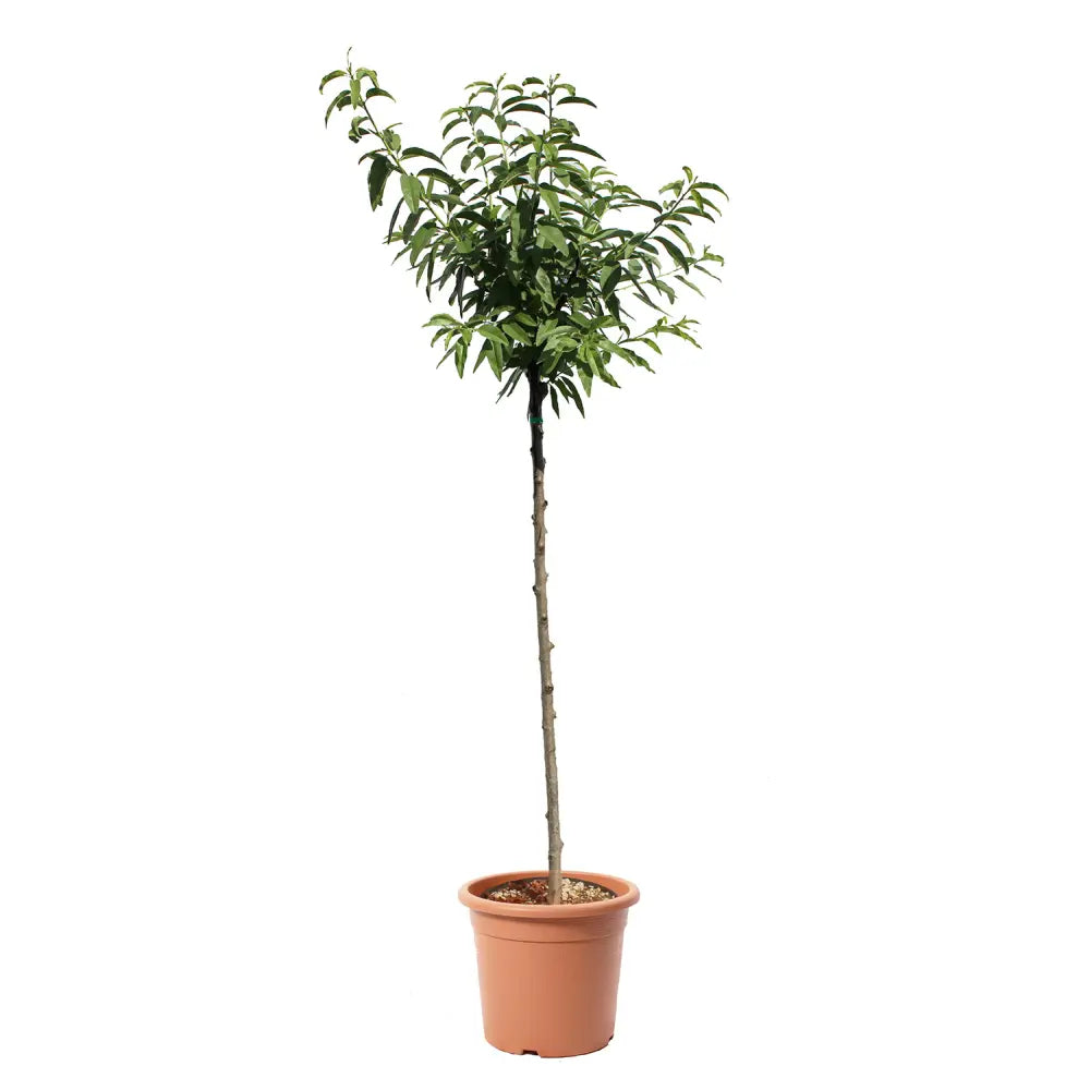 Copacel Migdal Ferragnes (Prunus amygdalus), cu migdale dulci crocanti, an 2 pe rod