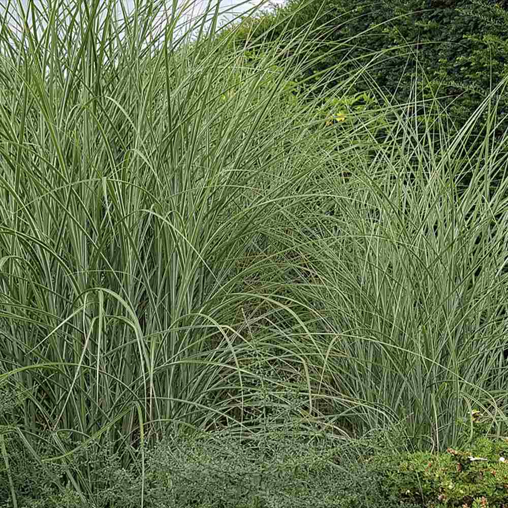 Iarba Elefantului (Miscanthus Sinensis) Morning Light, iarba ornamentala eleganta cu frunzis fin si reflexii argintii, crestere rapida