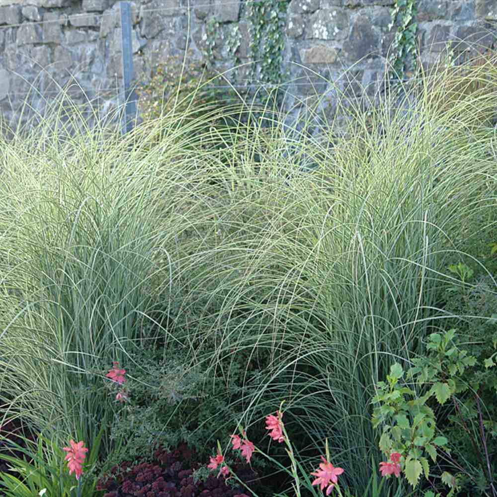 Iarba Elefantului (Miscanthus Sinensis) Morning Light, iarba ornamentala eleganta cu frunzis fin si reflexii argintii, crestere rapida