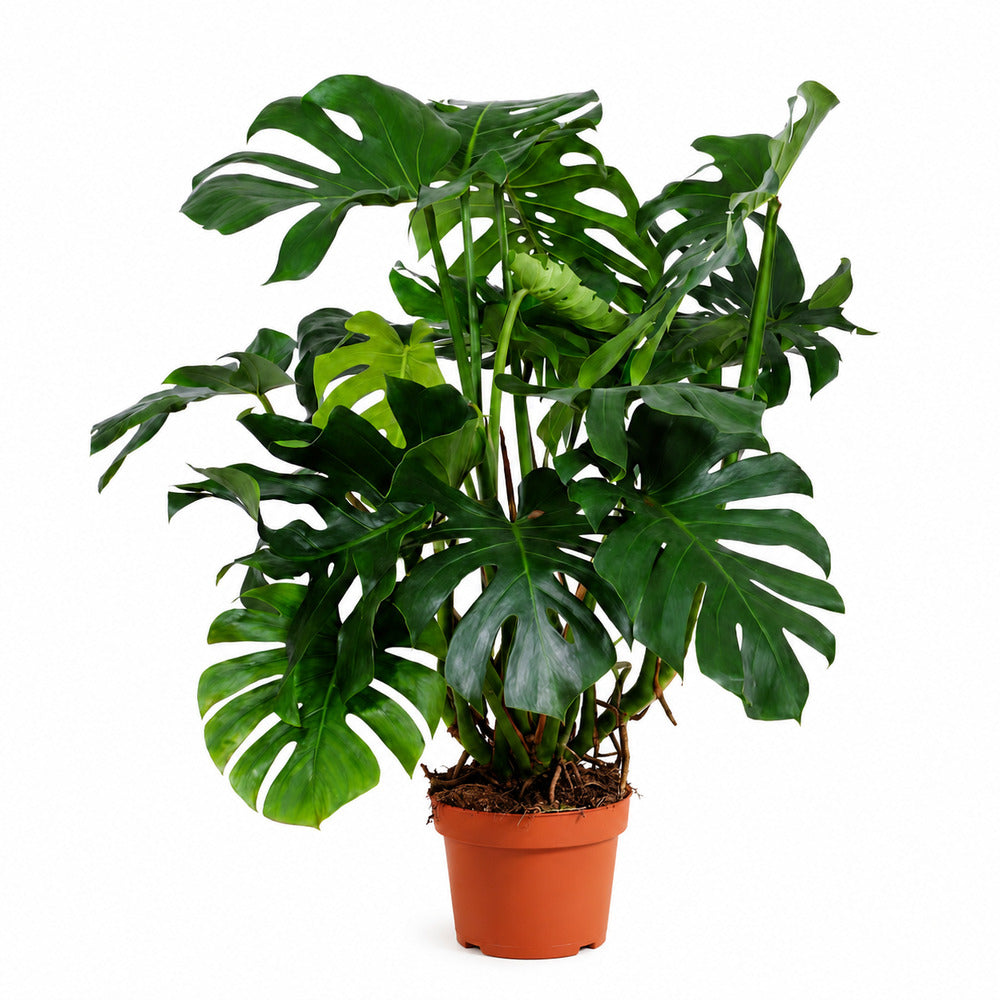Svájci sajt növény – Monstera deliciosa, 150 cm, nagy trópusi levelek, légtisztító