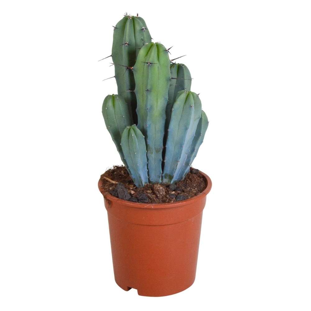 Cactus Albastru Myrtillocactus geometrizans, cactus decorativ de interior cu forma arhitecturala