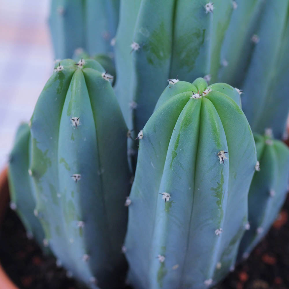 Cactus Albastru Myrtillocactus geometrizans, cactus decorativ de interior cu forma arhitecturala