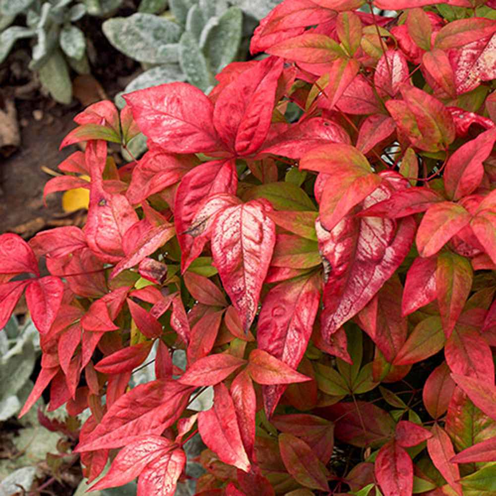 Bambus Sacru Nandina Firepower, arbust compact cu frunze rosii toamna si iarna, rezistent la frig, gradina japoneza, Feng shui