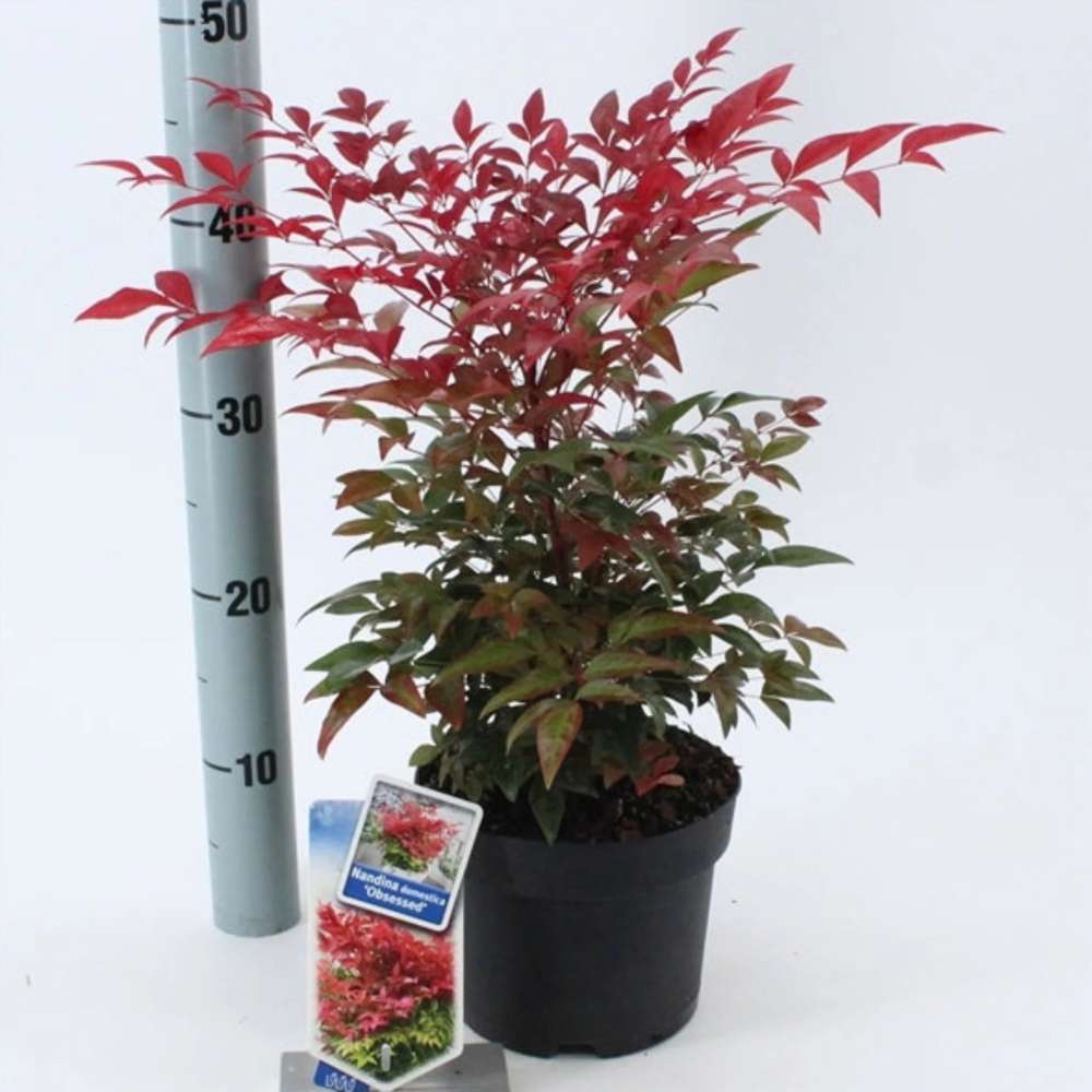 Bambus Sacru Rosu Nandina Obsessed, vesnic verde, frunzis roz-rosu, decorativ, ghiveci sau gradina, gradina japoneza, feng hhui