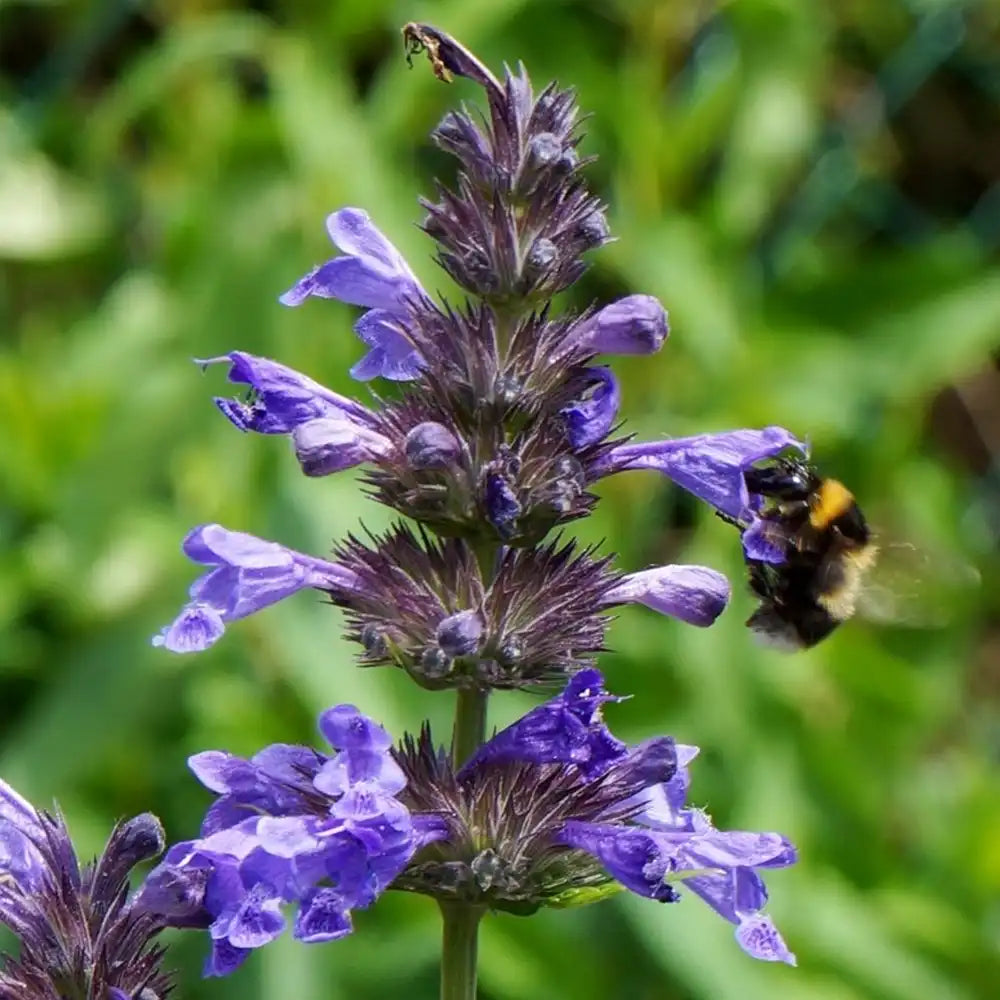 Menta Pisicii (Nepeta) Neptune, planta perena cu flori albastre, rezistenta si parfumata