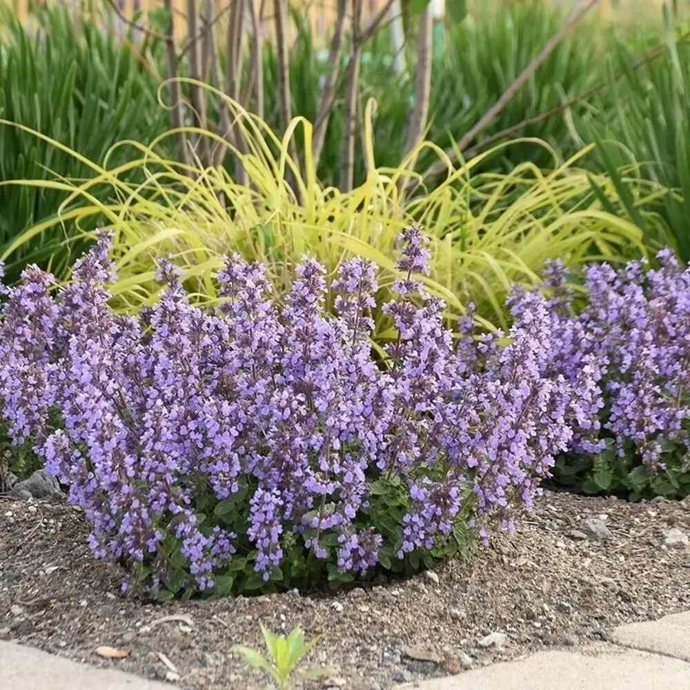Menta Pisicii (Nepeta Cat's Pajamas), flori albastre-mov parfumate, iubitoare de soare, rezistenta la seceta si frig