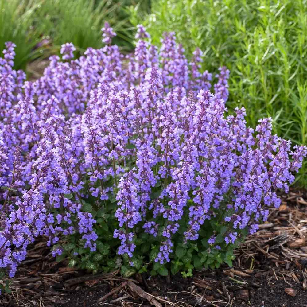 Menta Pisicii (Nepeta Cat's Pajamas), flori albastre-mov parfumate, iubitoare de soare, rezistenta la seceta si frig