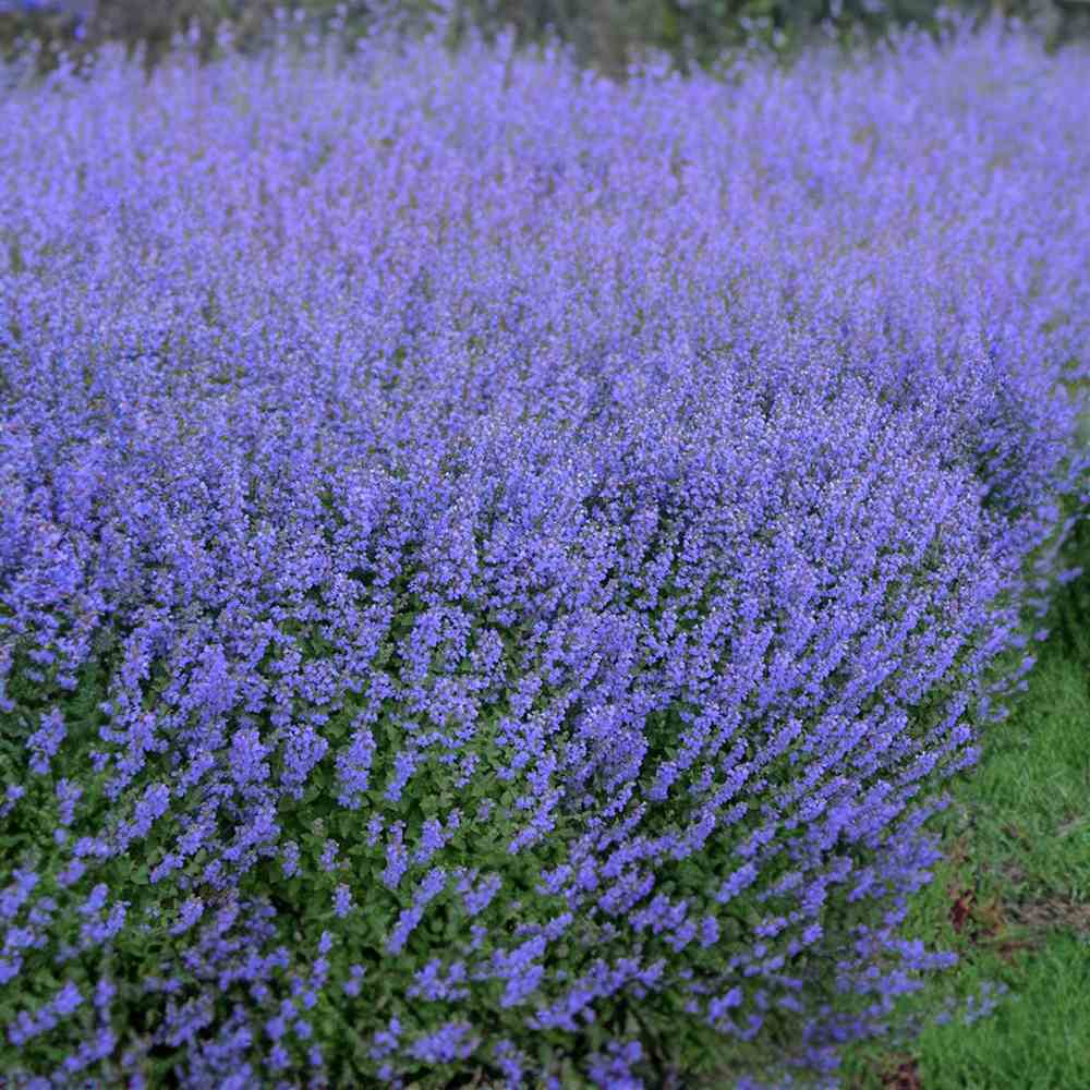 Menta Pisicii (Nepeta Purrsian Blue), planta perena parfumata, melifera, rezistenta la seceta si frig