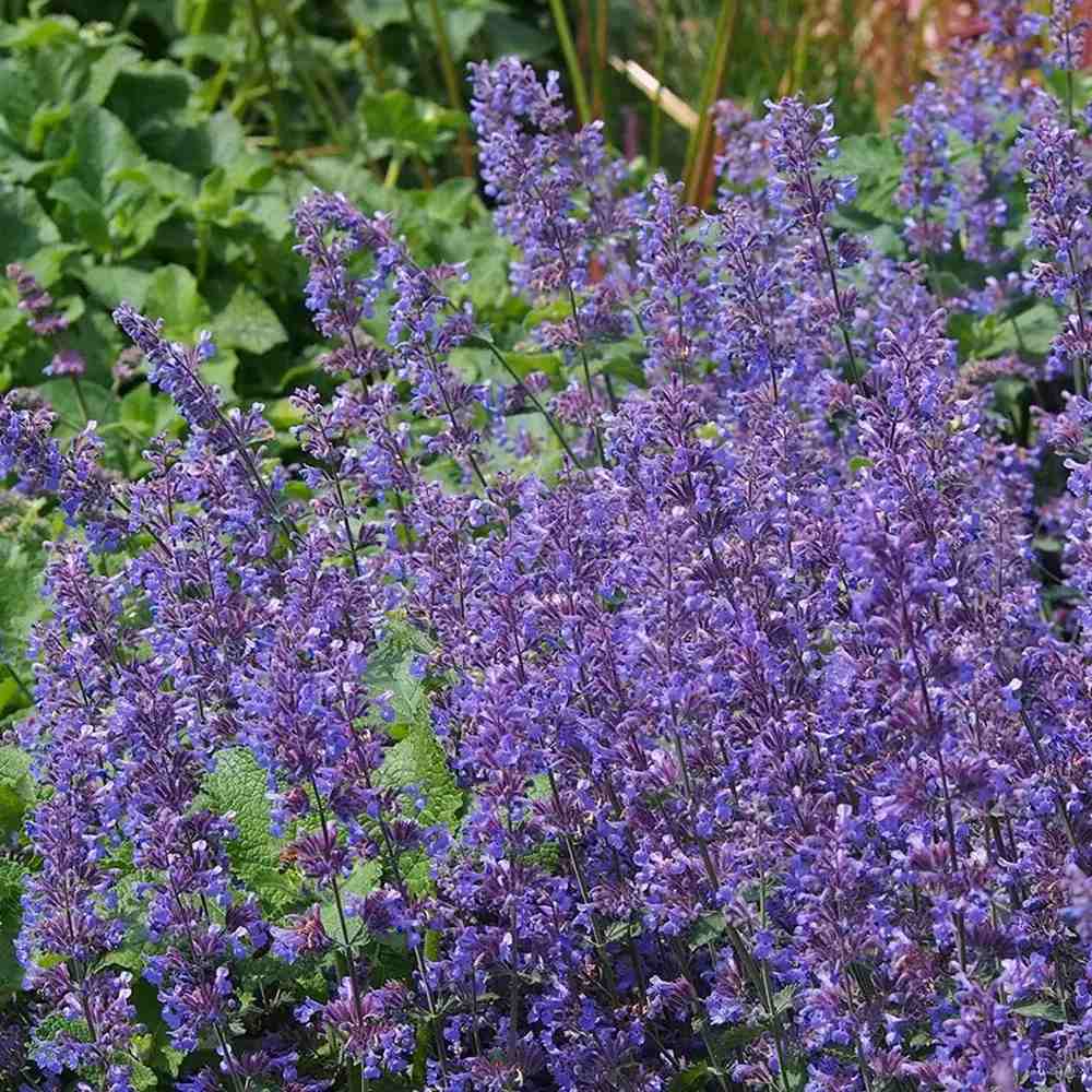 Menta Pisicii (Nepeta Purrsian Blue), planta perena parfumata, melifera, rezistenta la seceta si frig