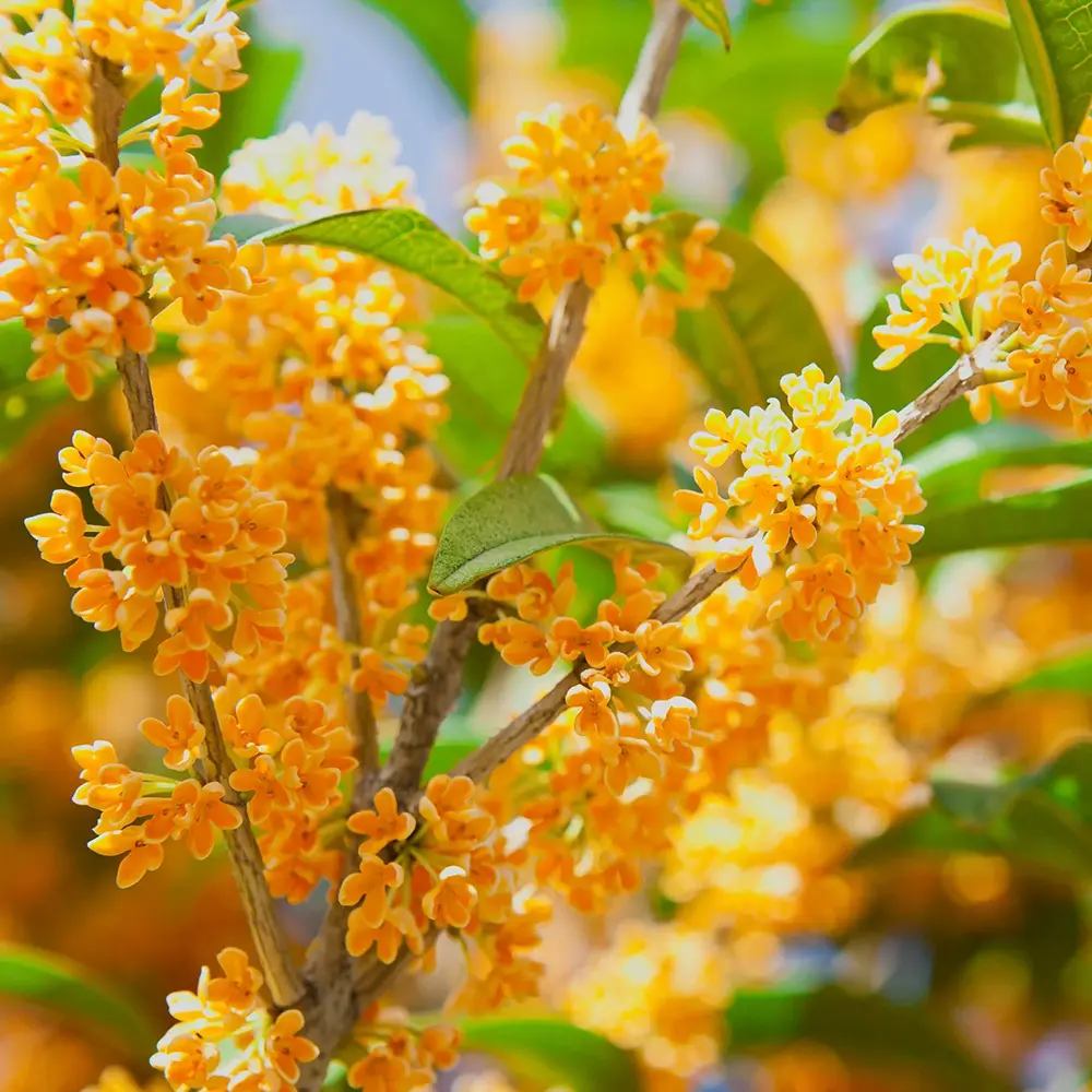 Illatcserje Osmanthus fragrans 'Rubra Aurantiacus' – intenzíven illatos, narancssárga virágú örökzöld cserje