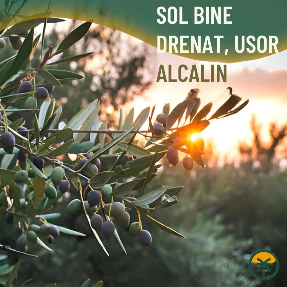 Maslin European Arbequina Aclimatizat, 160- 170 cm, rezistent iarna, vesnic verde, fructifer, usor de ingrijit, pentru cadou mediteranean