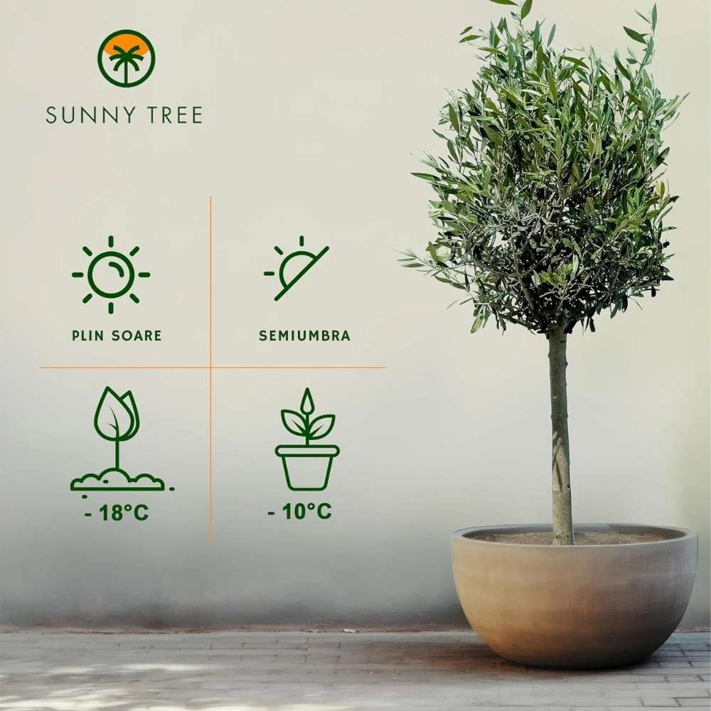 Maslin European Arbequina Aclimatizat, 160- 170 cm, rezistent iarna, vesnic verde, fructifer, usor de ingrijit, pentru cadou mediteranean