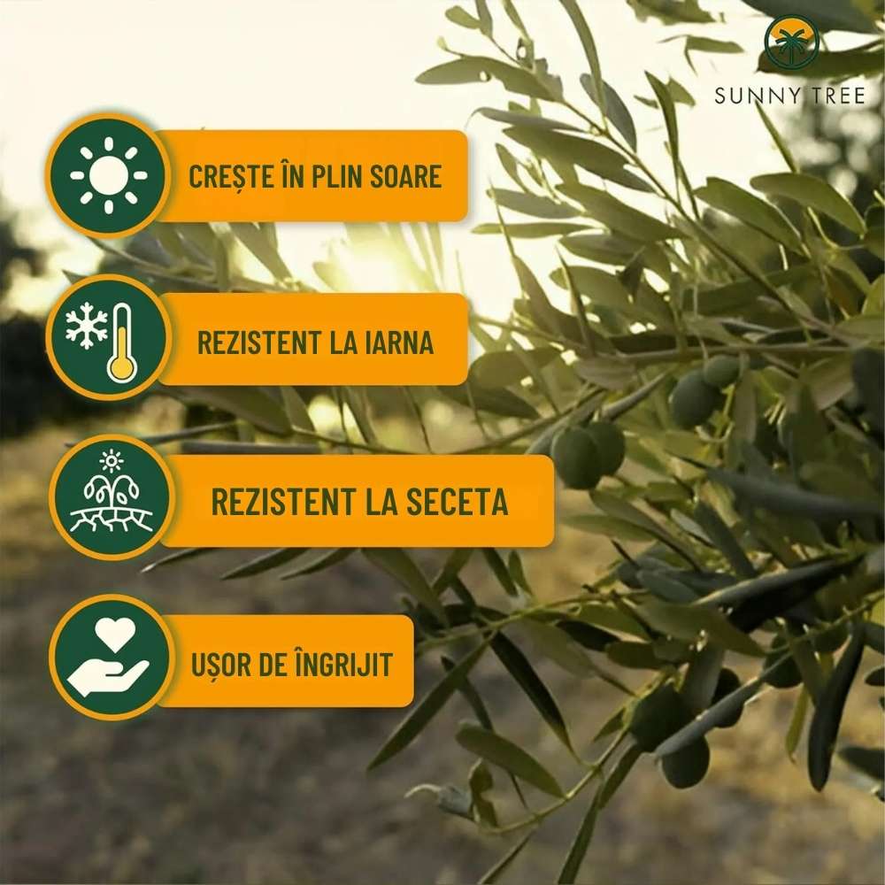 Maslin European Arbequina Aclimatizat, 160- 170 cm, rezistent iarna, vesnic verde, fructifer, usor de ingrijit, pentru cadou mediteranean