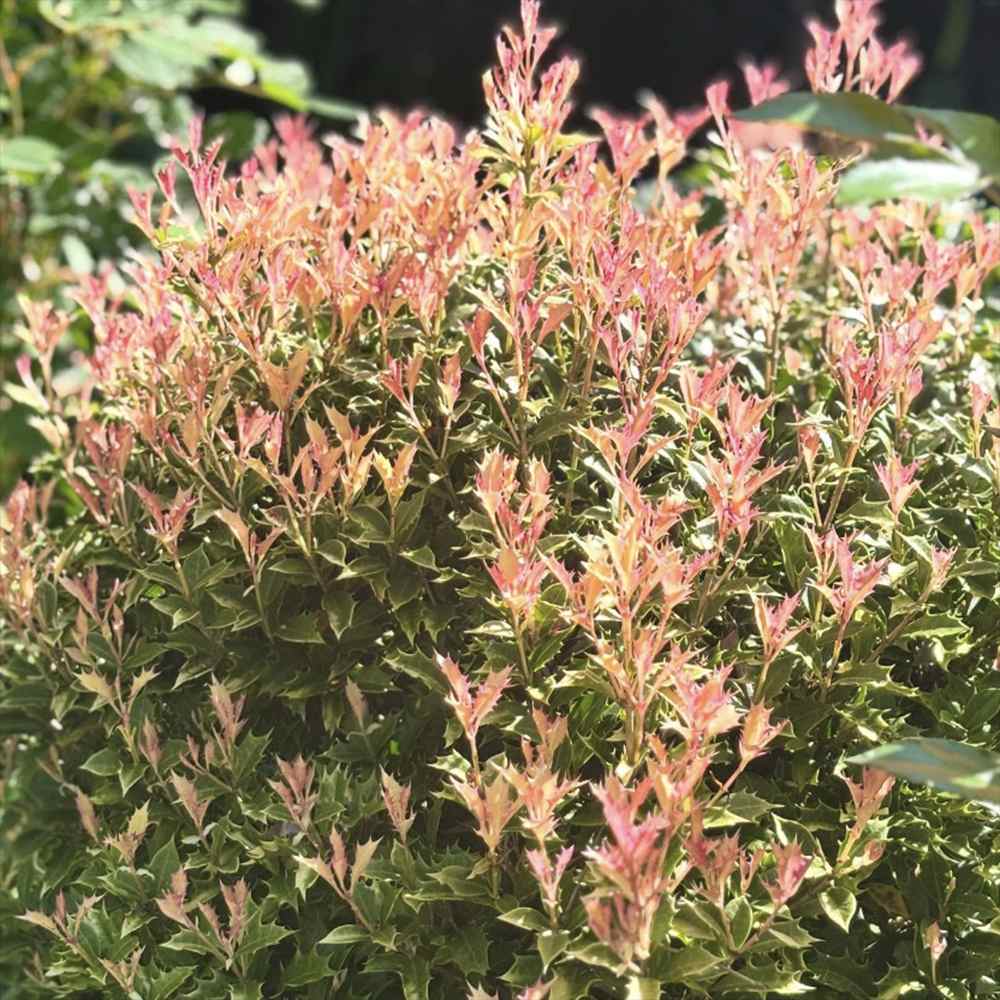 Illatcserje 'Tricolor' – háromszínű örökzöld cserje illatos virágokkal